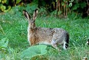 Photo hare